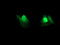 Regulatory Factor X Associated Ankyrin Containing Protein antibody, LS-C173729, Lifespan Biosciences, Immunofluorescence image 