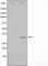 Replication Protein A2 antibody, abx011466, Abbexa, Western Blot image 