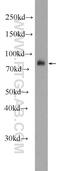 Meprin A Subunit Alpha antibody, 24640-1-AP, Proteintech Group, Western Blot image 