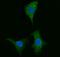 Cytochrome B5 Type B antibody, A09841-1, Boster Biological Technology, Immunofluorescence image 