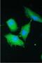 Poly(A)-Specific Ribonuclease antibody, A01501-2, Boster Biological Technology, Immunofluorescence image 