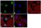 Ribosomal Oxygenase 2 antibody, 40-9500, Invitrogen Antibodies, Immunofluorescence image 