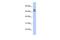 Uncharacterized glycosyltransferase AGO61 antibody, GTX46152, GeneTex, Western Blot image 