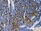 TNF Receptor Associated Factor 4 antibody, PA2009, Boster Biological Technology, Immunohistochemistry frozen image 