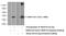 Transmembrane Protein 176A antibody, 20378-1-AP, Proteintech Group, Western Blot image 