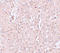 Solute Carrier Family 39 Member 13 antibody, A08928, Boster Biological Technology, Immunohistochemistry paraffin image 