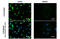 CD81 Molecule antibody, GTX135297, GeneTex, Immunofluorescence image 