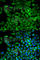 Aldolase, Fructose-Bisphosphate A antibody, A1142, ABclonal Technology, Immunofluorescence image 