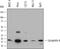Peptidylprolyl Isomerase A antibody, MAB3589, R&D Systems, Western Blot image 