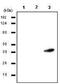 Ras Association Domain Family Member 1 antibody, GTX50075, GeneTex, Western Blot image 