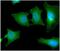 SBDS Ribosome Maturation Factor antibody, NBP2-22594, Novus Biologicals, Immunofluorescence image 