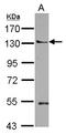 Pleckstrin Homology Domain Containing A5 antibody, LS-C155727, Lifespan Biosciences, Western Blot image 