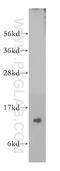 Frataxin antibody, 14147-1-AP, Proteintech Group, Western Blot image 