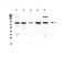 Cysteinyl-TRNA Synthetase antibody, PA5-78914, Invitrogen Antibodies, Western Blot image 