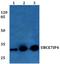 Ring Finger Protein 144A antibody, PA5-36451, Invitrogen Antibodies, Western Blot image 