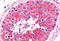 Frizzled Class Receptor 9 antibody, MBS243819, MyBioSource, Immunohistochemistry frozen image 