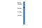 HAUS Augmin Like Complex Subunit 8 antibody, PA5-45046, Invitrogen Antibodies, Western Blot image 