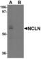 Nicalin antibody, LS-C153682, Lifespan Biosciences, Western Blot image 