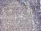 RFXK antibody, NBP2-01756, Novus Biologicals, Immunohistochemistry paraffin image 