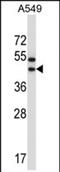 Olfactory Receptor Family 56 Subfamily A Member 1 antibody, PA5-71882, Invitrogen Antibodies, Western Blot image 