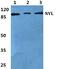 Nuclear VCP Like antibody, PA5-37005, Invitrogen Antibodies, Western Blot image 