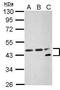 Nuclear Transcription Factor Y Subunit Alpha antibody, PA5-28990, Invitrogen Antibodies, Western Blot image 