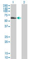 Nuclear Receptor Subfamily 2 Group C Member 2 antibody, LS-B5546, Lifespan Biosciences, Western Blot image 