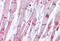 Actinin Alpha 2 antibody, MBS247358, MyBioSource, Immunohistochemistry frozen image 