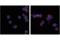Transmembrane Protein 173 antibody, 41622S, Cell Signaling Technology, Immunofluorescence image 