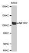 Nuclear Factor Kappa B Subunit 2 antibody, MBS125990, MyBioSource, Western Blot image 