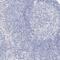 Tripartite Motif Containing 2 antibody, PA5-57431, Invitrogen Antibodies, Immunohistochemistry frozen image 