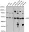 RAGE antibody, 14-878, ProSci, Western Blot image 