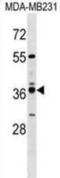 Vomeronasal 1 Receptor 4 antibody, abx030145, Abbexa, Western Blot image 