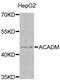 Acyl-CoA Dehydrogenase Medium Chain antibody, PA5-76501, Invitrogen Antibodies, Western Blot image 