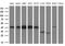 Poly(RC) Binding Protein 1 antibody, M02636, Boster Biological Technology, Western Blot image 