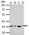 SH3 And SYLF Domain Containing 1 antibody, GTX121041, GeneTex, Western Blot image 