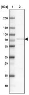 Zinc finger protein GLI3 antibody, NBP1-89275, Novus Biologicals, Western Blot image 