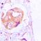 Palladin, Cytoskeletal Associated Protein antibody, orb224081, Biorbyt, Immunohistochemistry paraffin image 