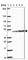 ADP Ribosylation Factor GTPase Activating Protein 1 antibody, HPA056273, Atlas Antibodies, Western Blot image 