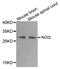 NOG antibody, MBS9128185, MyBioSource, Western Blot image 