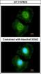 Coenzyme A Synthase antibody, GTX107623, GeneTex, Immunofluorescence image 