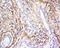 Guanylate cyclase soluble subunit beta-1 antibody, orb183977, Biorbyt, Immunohistochemistry paraffin image 