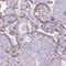 Collectin Subfamily Member 12 antibody, NBP2-33508, Novus Biologicals, Immunohistochemistry paraffin image 