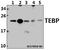 Prostaglandin E Synthase 3 antibody, A04136-2, Boster Biological Technology, Western Blot image 