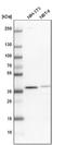 Core histone macro-H2A.2 antibody, NBP1-92094, Novus Biologicals, Western Blot image 
