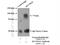 OATP1 antibody, 26399-1-AP, Proteintech Group, Immunoprecipitation image 
