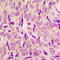 Ribosomal Protein S6 antibody, GTX54985, GeneTex, Immunohistochemistry paraffin image 