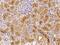 Secreted Frizzled Related Protein 1 antibody, 10680-T24, Sino Biological, Immunohistochemistry paraffin image 