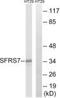 Serine And Arginine Rich Splicing Factor 7 antibody, PA5-39482, Invitrogen Antibodies, Western Blot image 