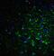 Reticulon 4 antibody, A01844, Boster Biological Technology, Immunofluorescence image 